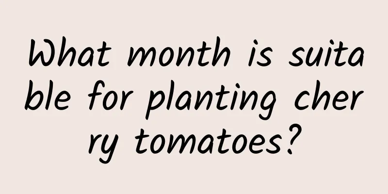 What month is suitable for planting cherry tomatoes?