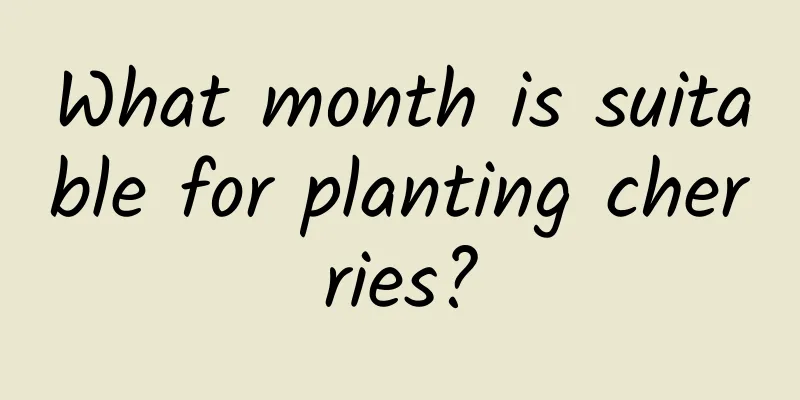 What month is suitable for planting cherries?