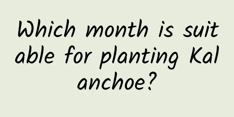 Which month is suitable for planting Kalanchoe?