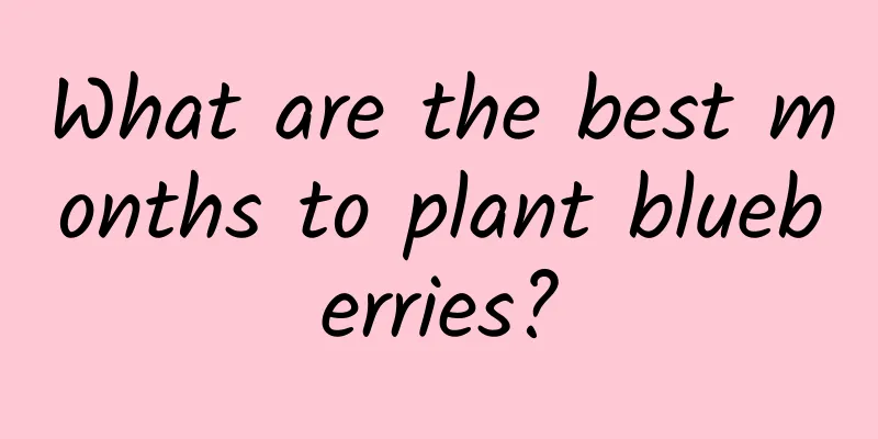 What are the best months to plant blueberries?