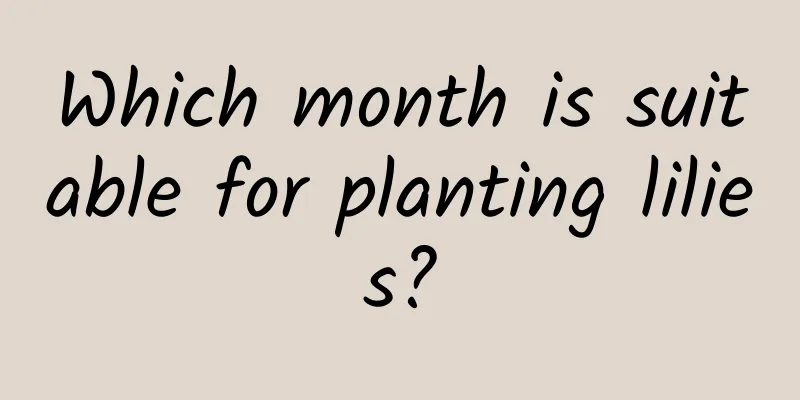 Which month is suitable for planting lilies?
