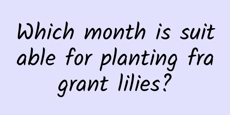 Which month is suitable for planting fragrant lilies?