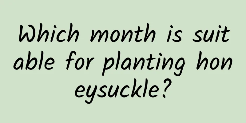 Which month is suitable for planting honeysuckle?