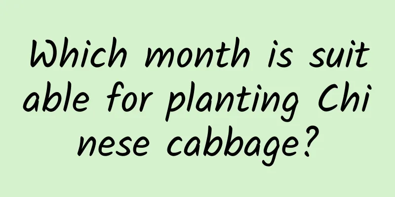 Which month is suitable for planting Chinese cabbage?