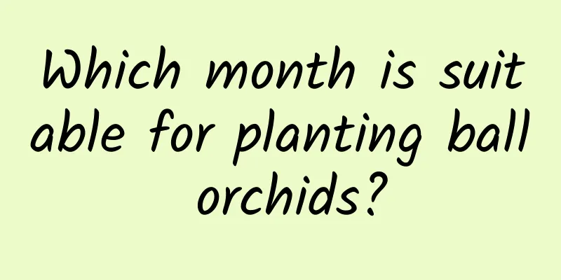 Which month is suitable for planting ball orchids?