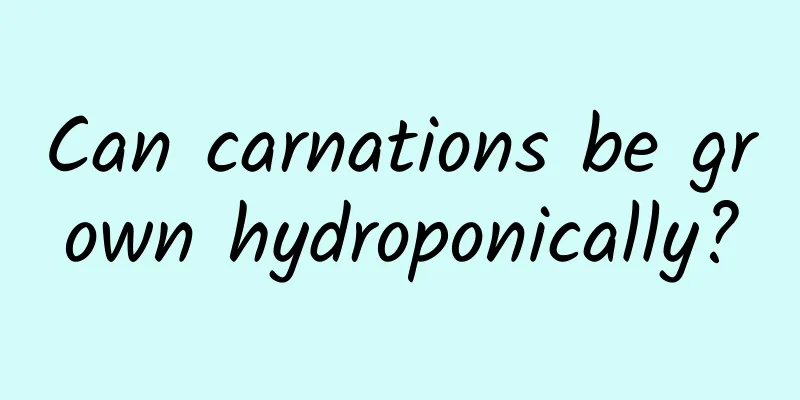 Can carnations be grown hydroponically?