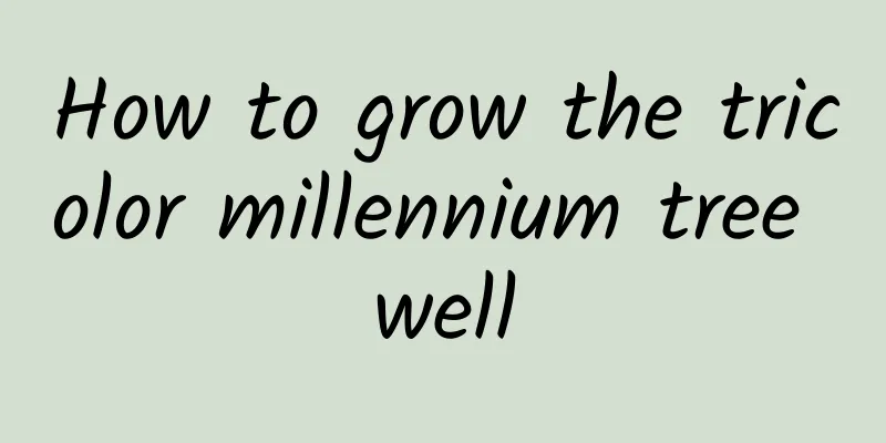 How to grow the tricolor millennium tree well