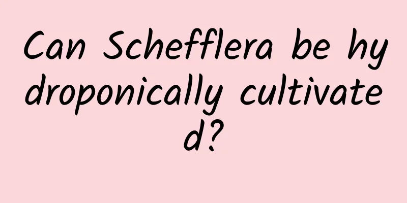 Can Schefflera be hydroponically cultivated?