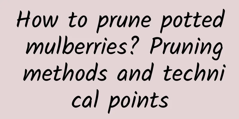 How to prune potted mulberries? Pruning methods and technical points