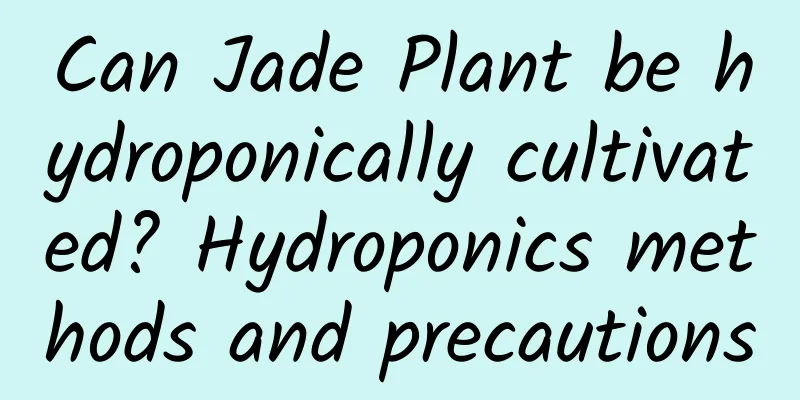 Can Jade Plant be hydroponically cultivated? Hydroponics methods and precautions