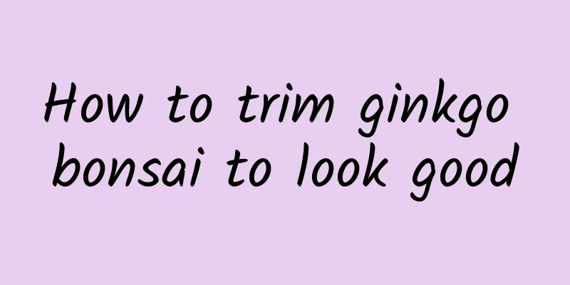How to trim ginkgo bonsai to look good