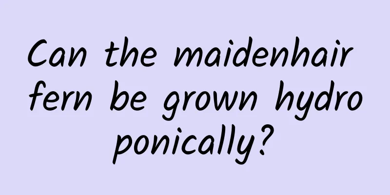 Can the maidenhair fern be grown hydroponically?