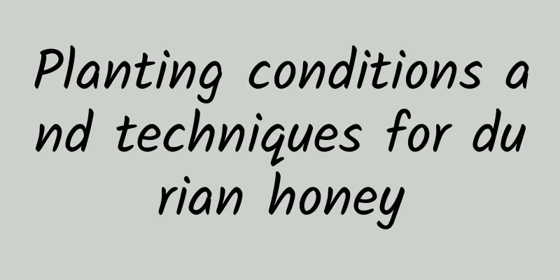 Planting conditions and techniques for durian honey