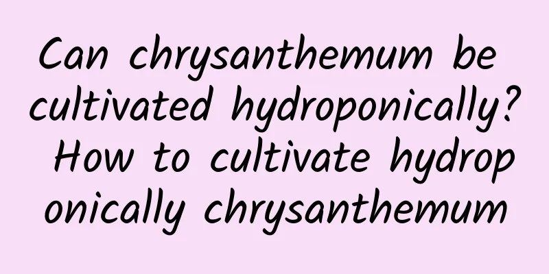 Can chrysanthemum be cultivated hydroponically? How to cultivate hydroponically chrysanthemum