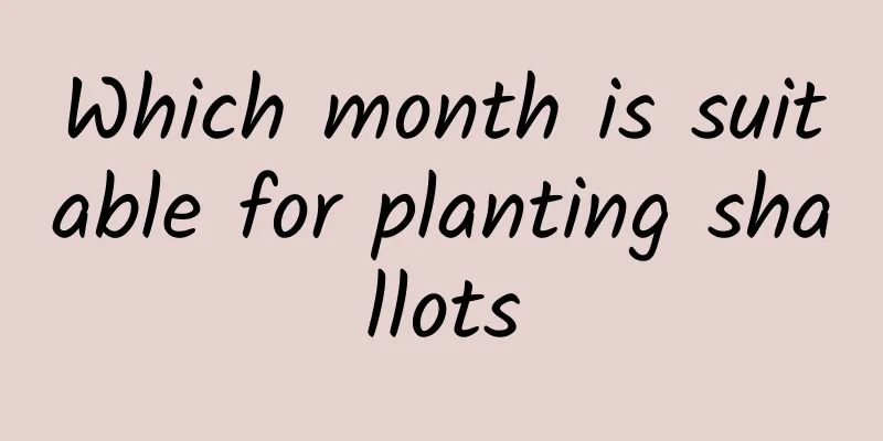 Which month is suitable for planting shallots