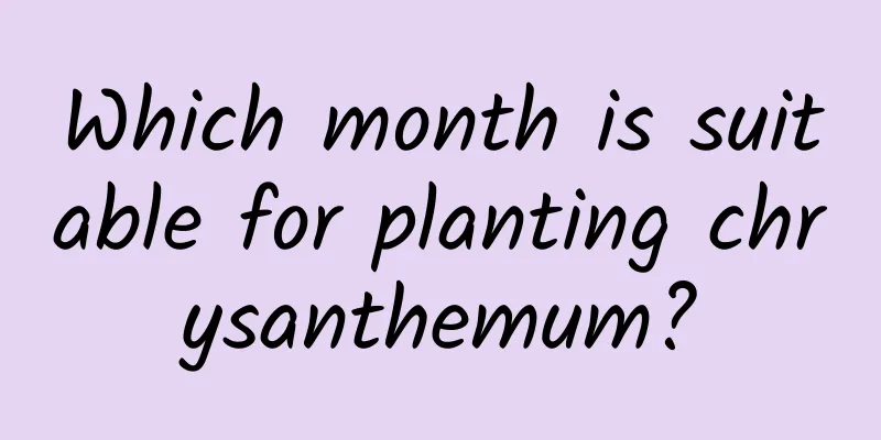 Which month is suitable for planting chrysanthemum?