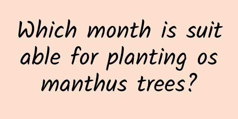 Which month is suitable for planting osmanthus trees?