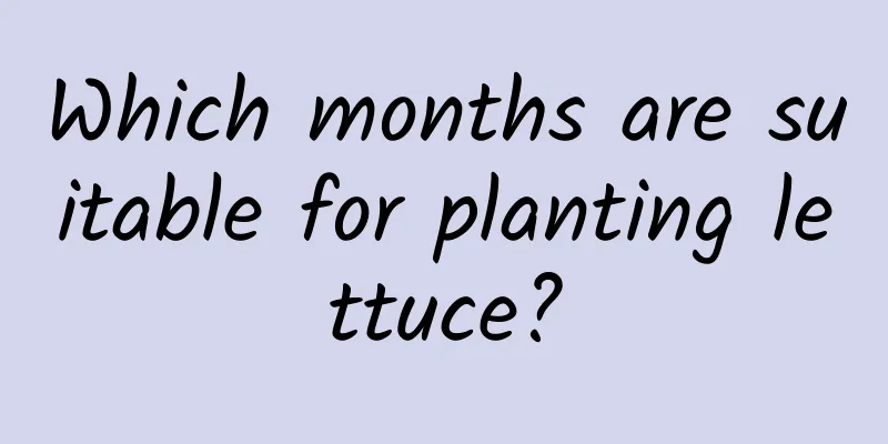 Which months are suitable for planting lettuce?