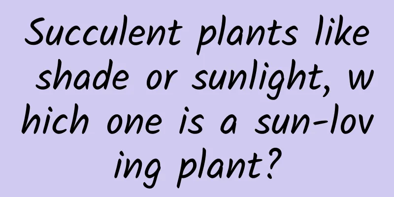 Succulent plants like shade or sunlight, which one is a sun-loving plant?
