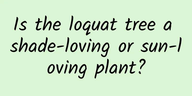 Is the loquat tree a shade-loving or sun-loving plant?