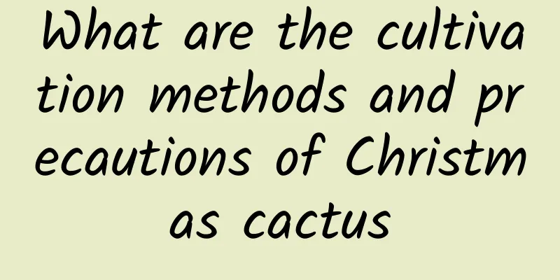 What are the cultivation methods and precautions of Christmas cactus