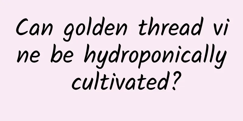 Can golden thread vine be hydroponically cultivated?