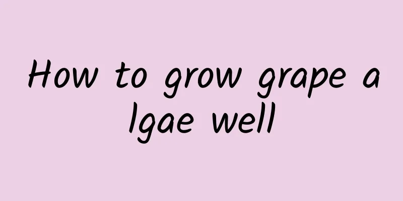 How to grow grape algae well