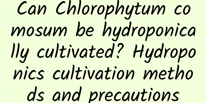 Can Chlorophytum comosum be hydroponically cultivated? Hydroponics cultivation methods and precautions