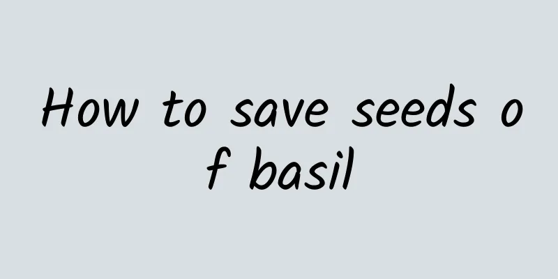 How to save seeds of basil