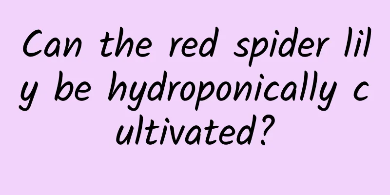 Can the red spider lily be hydroponically cultivated?