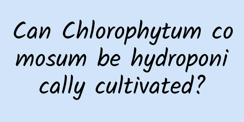 Can Chlorophytum comosum be hydroponically cultivated?