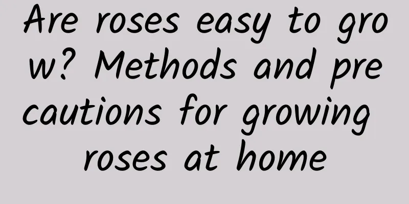 Are roses easy to grow? Methods and precautions for growing roses at home