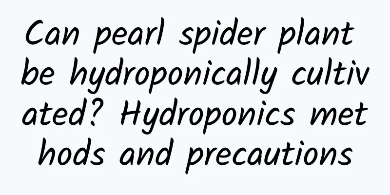 Can pearl spider plant be hydroponically cultivated? Hydroponics methods and precautions