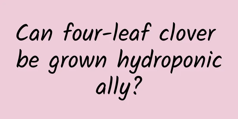Can four-leaf clover be grown hydroponically?