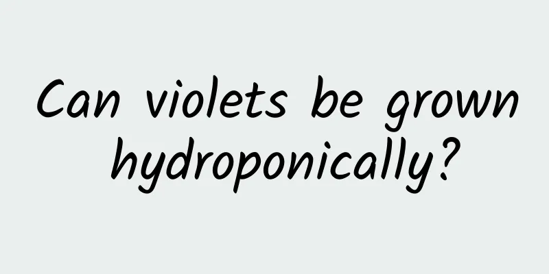 Can violets be grown hydroponically?