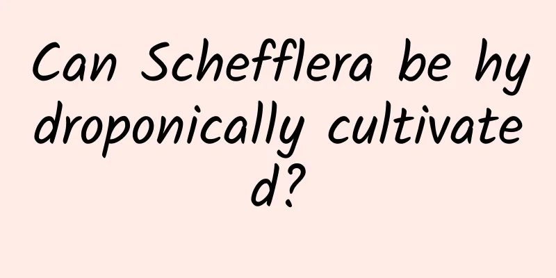 Can Schefflera be hydroponically cultivated?
