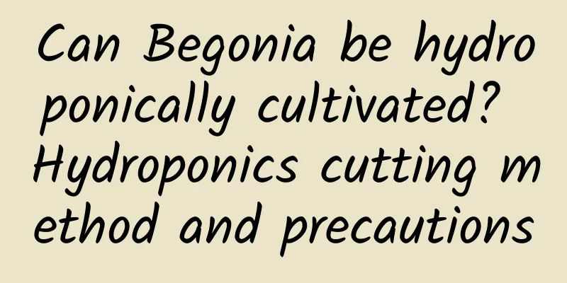 Can Begonia be hydroponically cultivated? Hydroponics cutting method and precautions