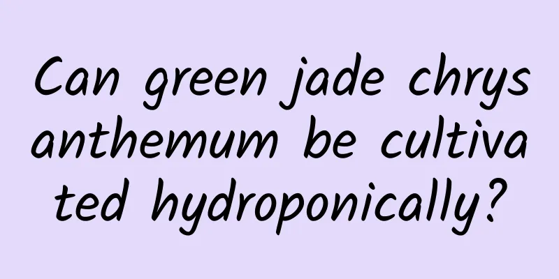 Can green jade chrysanthemum be cultivated hydroponically?