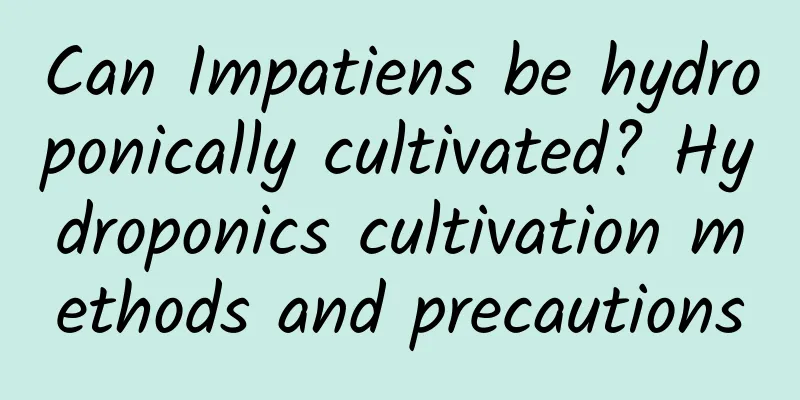 Can Impatiens be hydroponically cultivated? Hydroponics cultivation methods and precautions