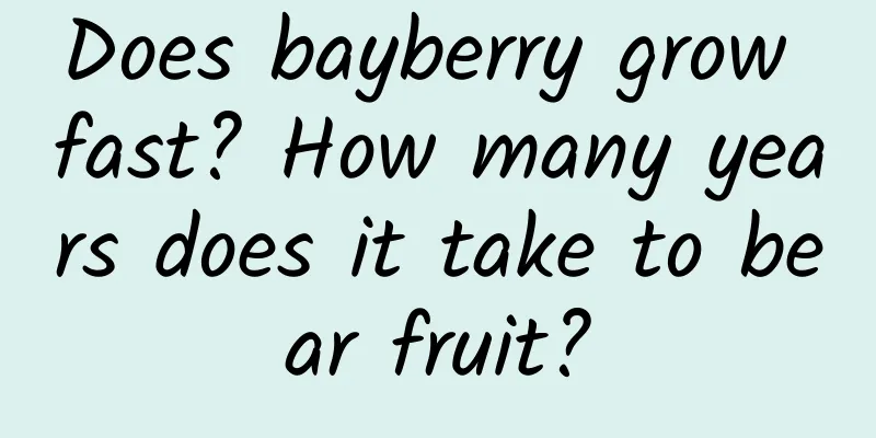 Does bayberry grow fast? How many years does it take to bear fruit?