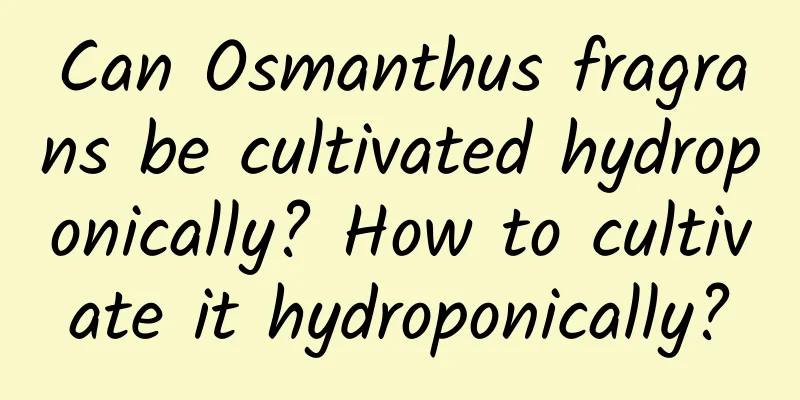 Can Osmanthus fragrans be cultivated hydroponically? How to cultivate it hydroponically?