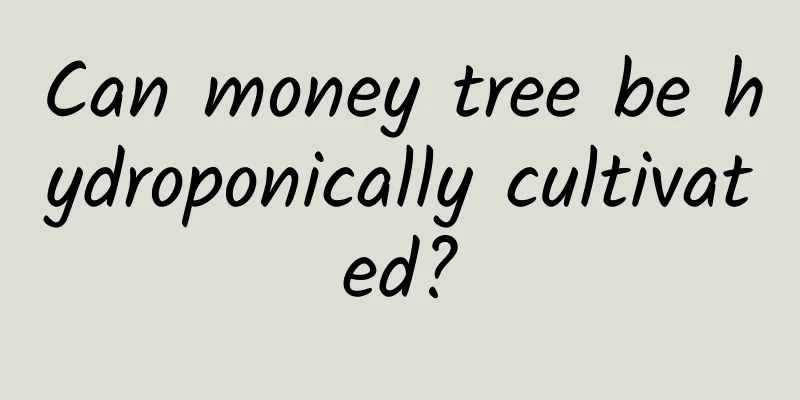 Can money tree be hydroponically cultivated?