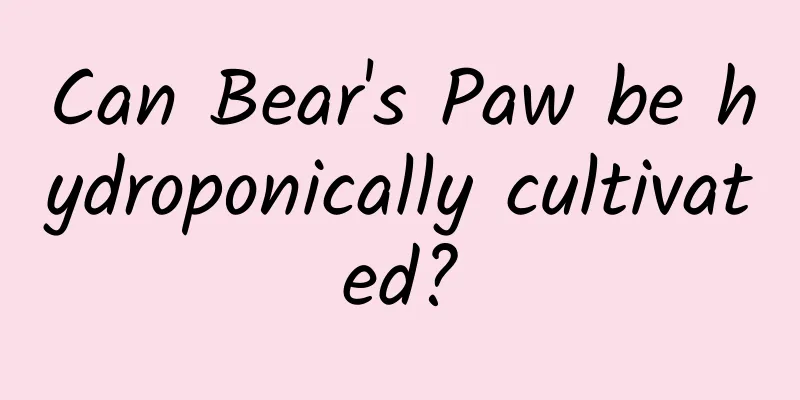 Can Bear's Paw be hydroponically cultivated?