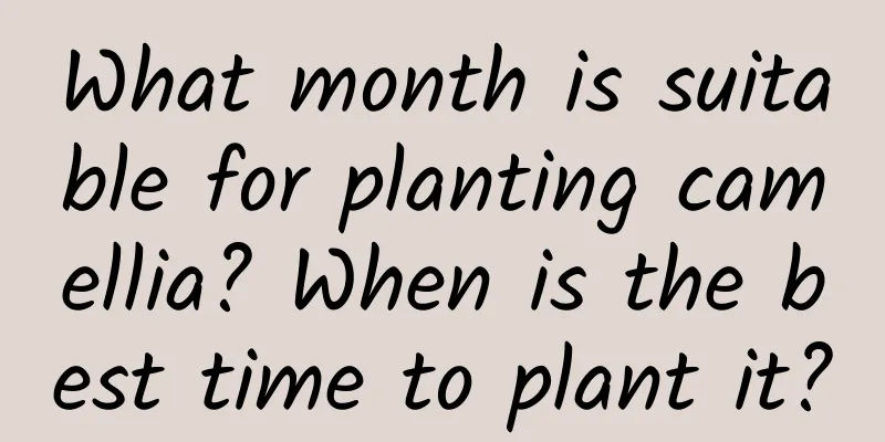 What month is suitable for planting camellia? When is the best time to plant it?