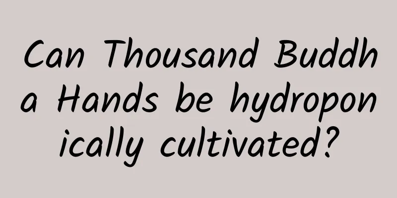 Can Thousand Buddha Hands be hydroponically cultivated?