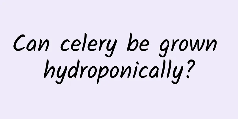 Can celery be grown hydroponically?