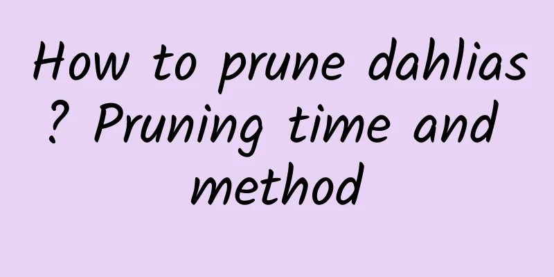 How to prune dahlias? Pruning time and method