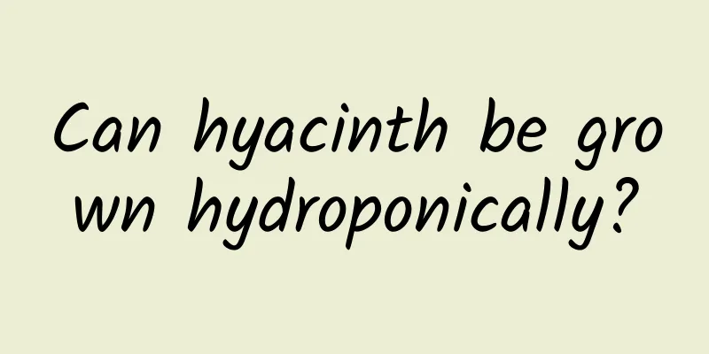Can hyacinth be grown hydroponically?