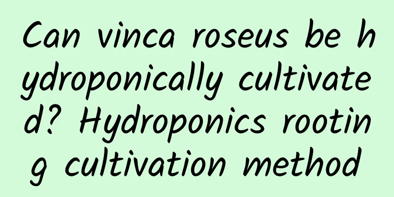 Can vinca roseus be hydroponically cultivated? Hydroponics rooting cultivation method
