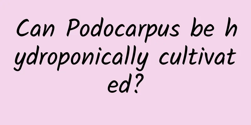 Can Podocarpus be hydroponically cultivated?
